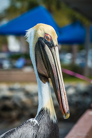 Jekyll, St Simons, Harris Neck