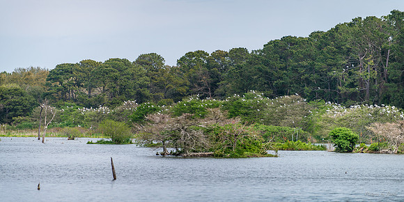 Jekyll, St Simons, Harris Neck