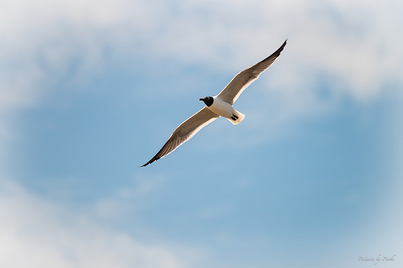 Jekyll, St Simons, Harris Neck