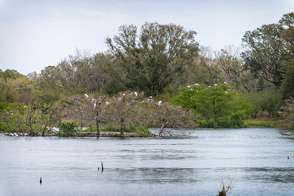 Jekyll, St Simons, Harris Neck