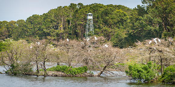 Jekyll, St Simons, Harris Neck