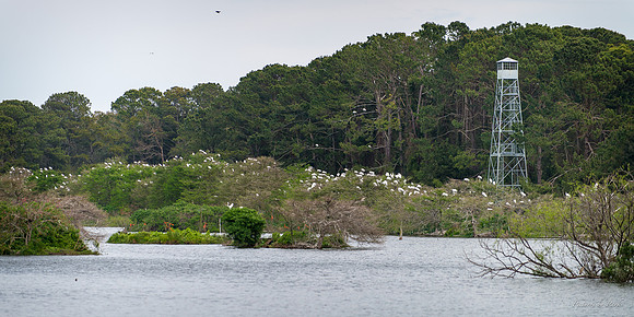 Jekyll, St Simons, Harris Neck