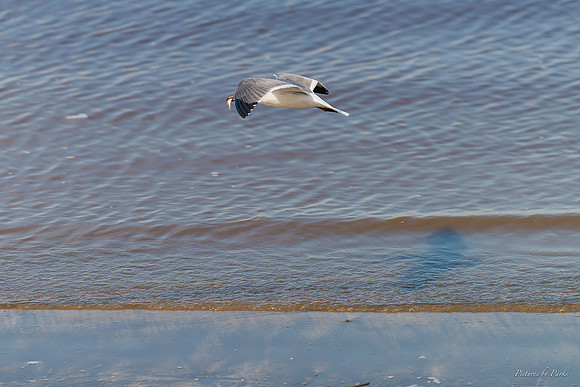Jekyll, St Simons, Harris Neck