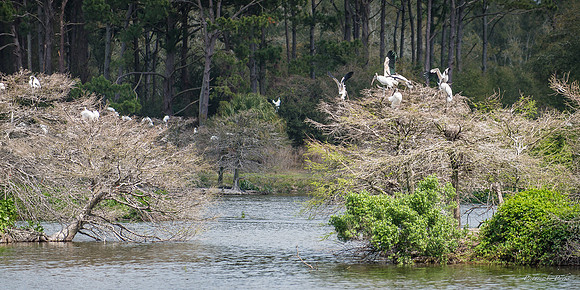 Jekyll, St Simons, Harris Neck