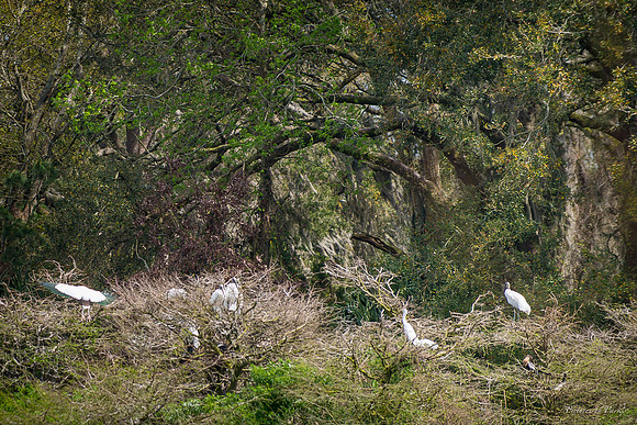 Jekyll, St Simons, Harris Neck