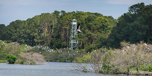 Jekyll, St Simons, Harris Neck