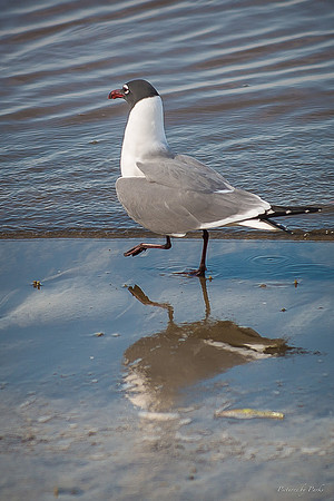 Jekyll, St Simons, Harris Neck