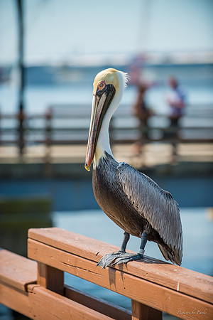 Jekyll, St Simons, Harris Neck