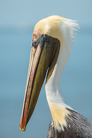 Jekyll, St Simons, Harris Neck
