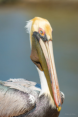 Jekyll, St Simons, Harris Neck