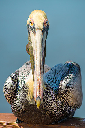 Jekyll, St Simons, Harris Neck