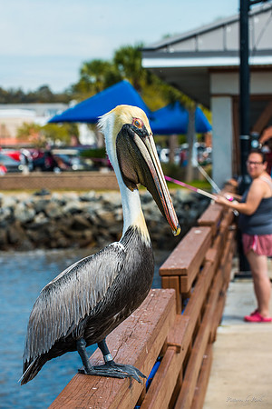 Jekyll, St Simons, Harris Neck
