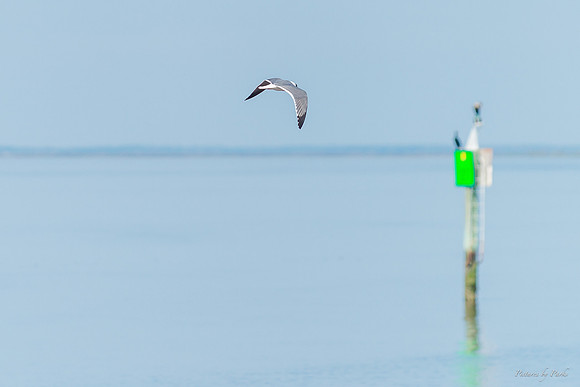 Jekyll, St Simons, Harris Neck
