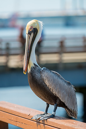 Jekyll, St Simons, Harris Neck