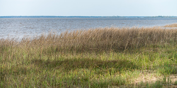 Jekyll, St Simons, Harris Neck