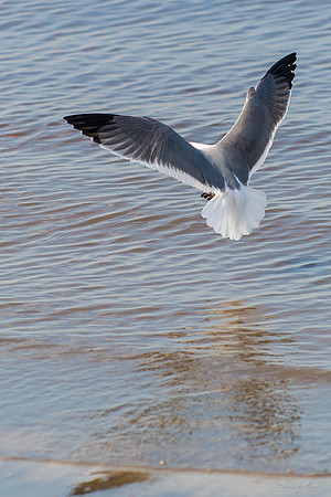 Jekyll, St Simons, Harris Neck