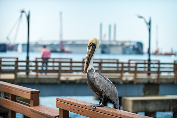Jekyll, St Simons, Harris Neck