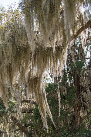 Jekyll, St Simons, Harris Neck