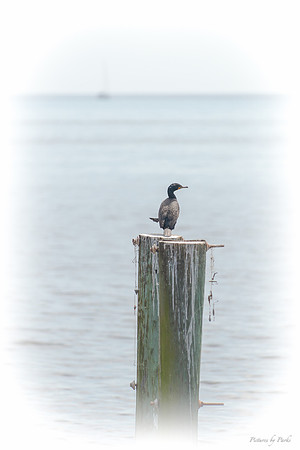 Jekyll, St Simons, Harris Neck