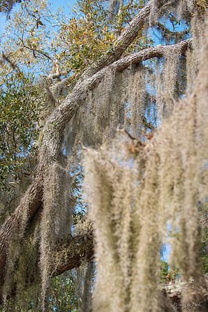 Jekyll, St Simons, Harris Neck