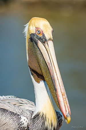 Jekyll, St Simons, Harris Neck