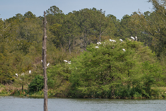 Jekyll, St Simons, Harris Neck