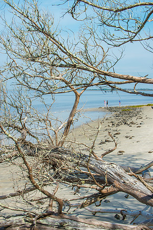 Jekyll, St Simons, Harris Neck