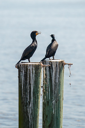 Jekyll, St Simons, Harris Neck