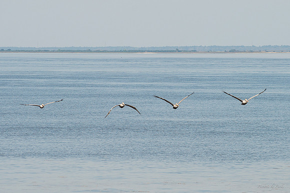 Jekyll, St Simons, Harris Neck
