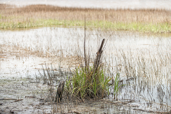 Jekyll, St Simons, Harris Neck
